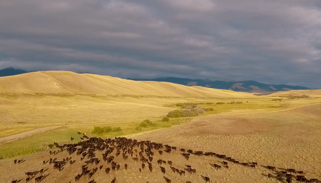 a large herd of animals walking across a dry grass field.