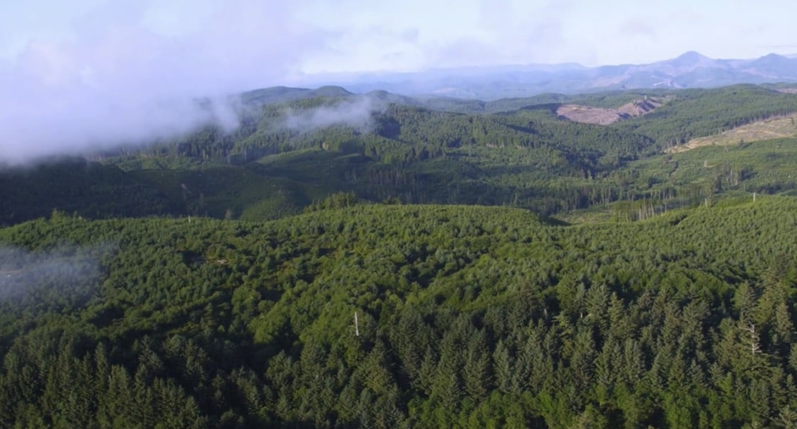 an aerial view of a forest with mountains in the background.