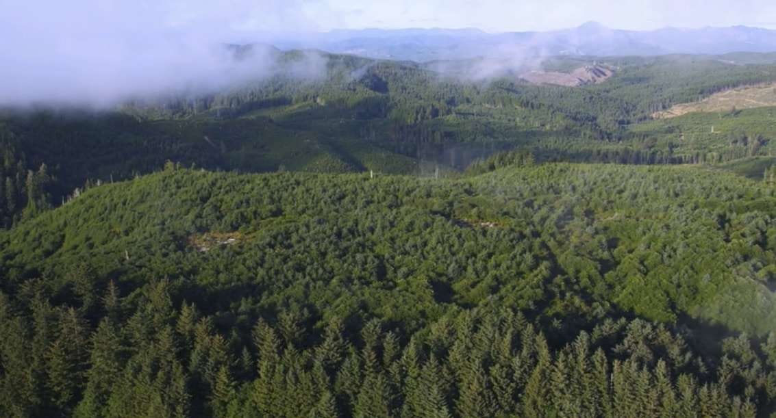 an aerial view of a forested area with mountains in the background.
